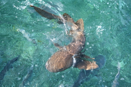 shark