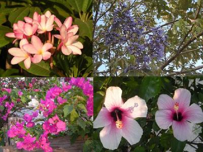 flowers