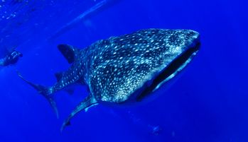 whale shark