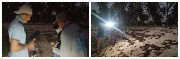 Turtle trace