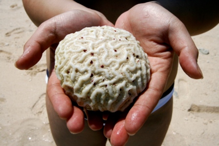 coral