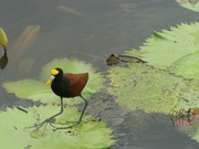 100B7590 Northern Jacana
