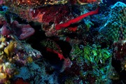 Stoplight parrot fish