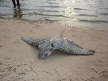 Spotted ray