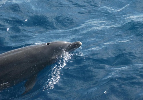 Dolphin