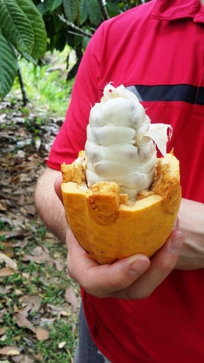 cACAO¤Î¿È - ¥³¥Ô¡¼