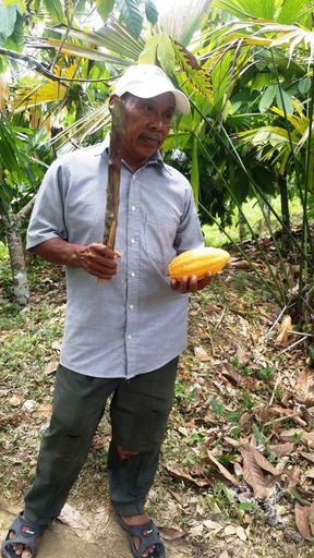 yELLO CACAO