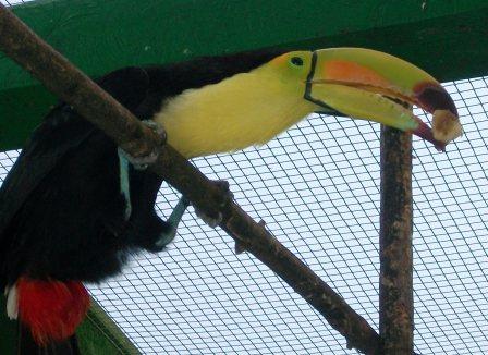 toucan0