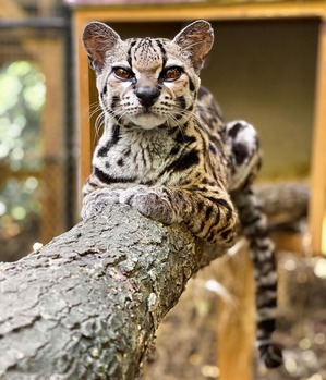 Margay