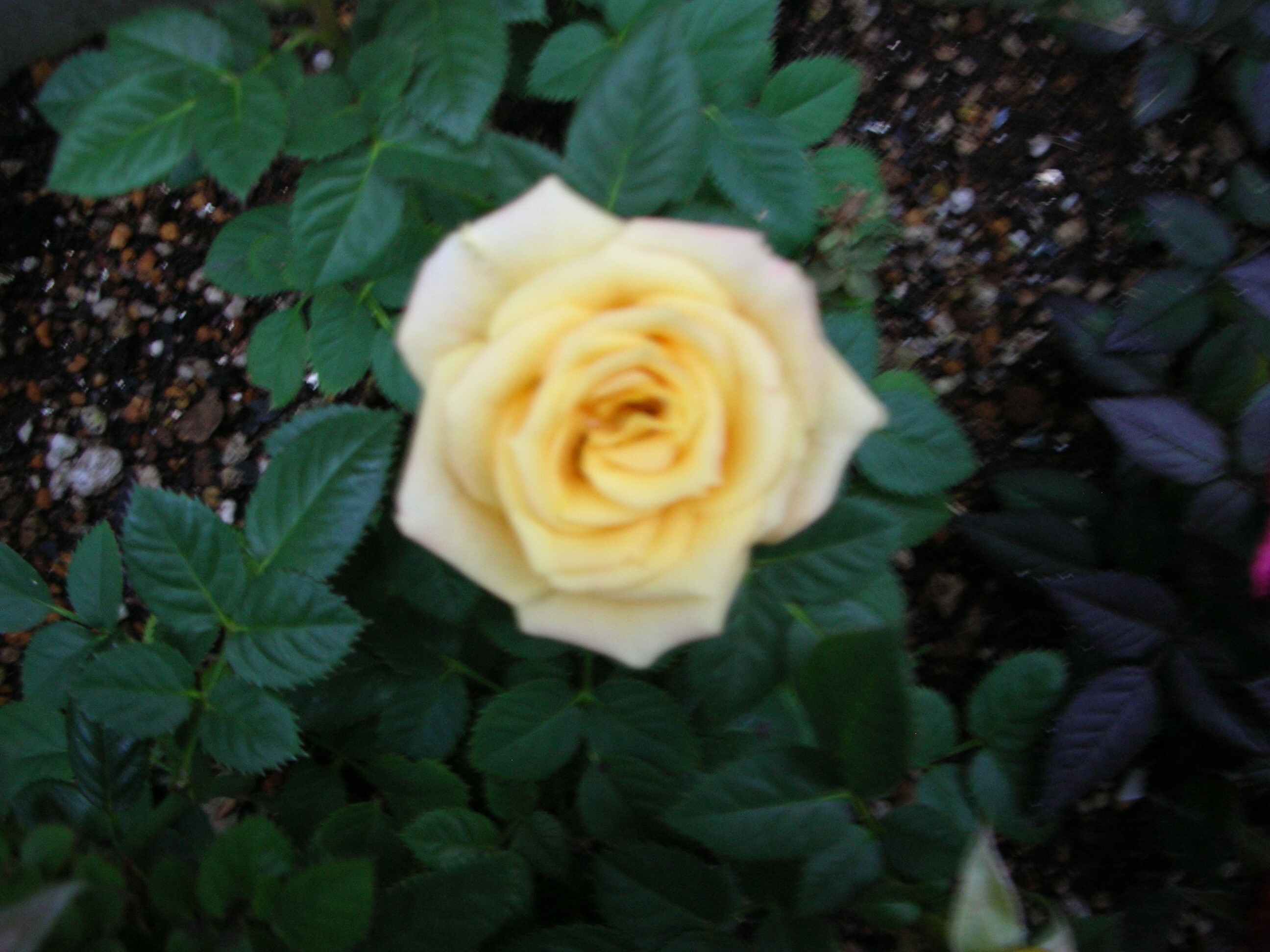 恒産有る者は恒心あり 有恒産者有恒心 獨樂獨歩 恒産有る者は恒心あり 有恒産者有恒心 獨樂獨歩