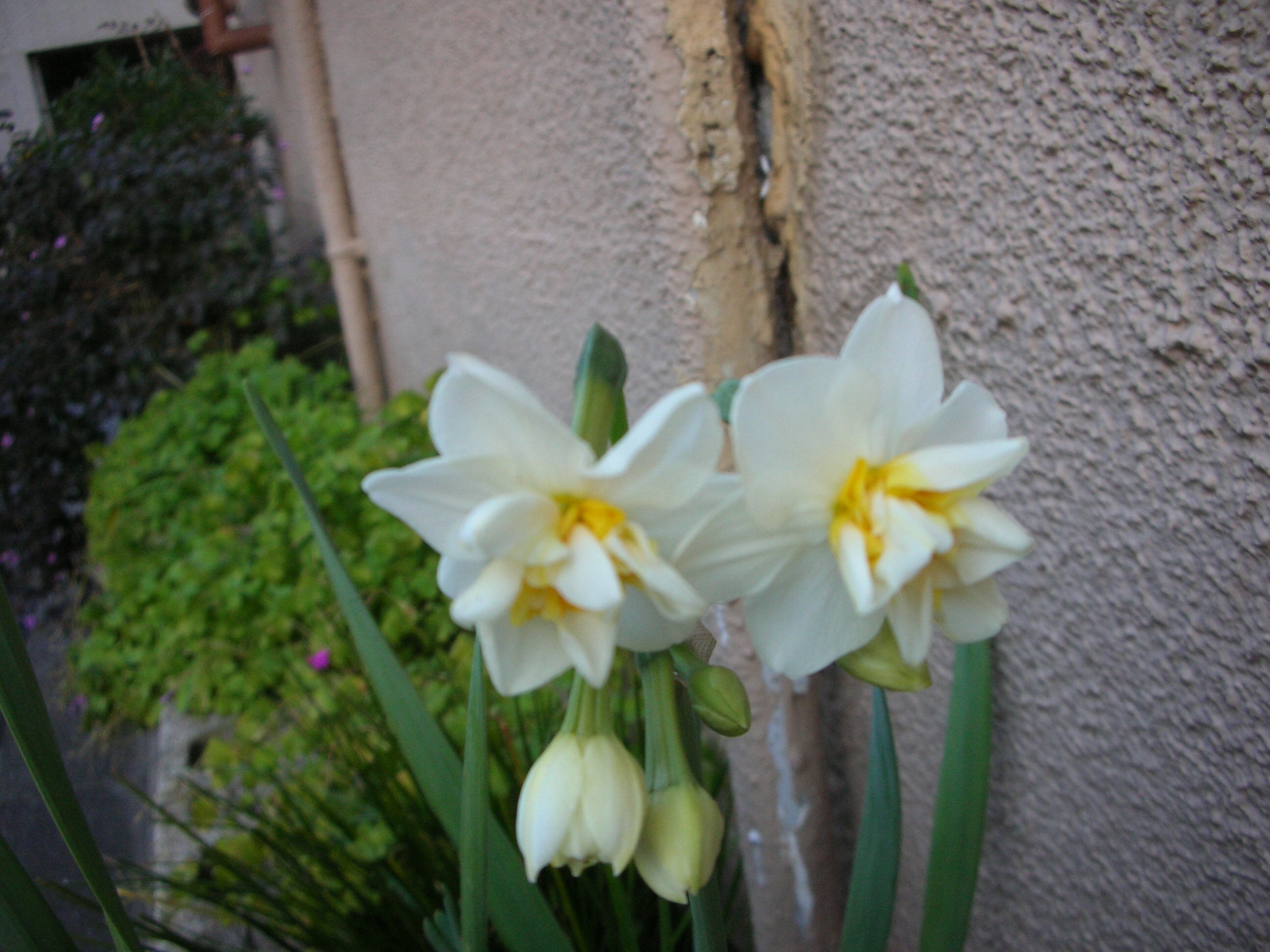 天まさに夫子を以て木鐸となさんとす(天將以夫子爲木鐸) : 獨樂獨歩