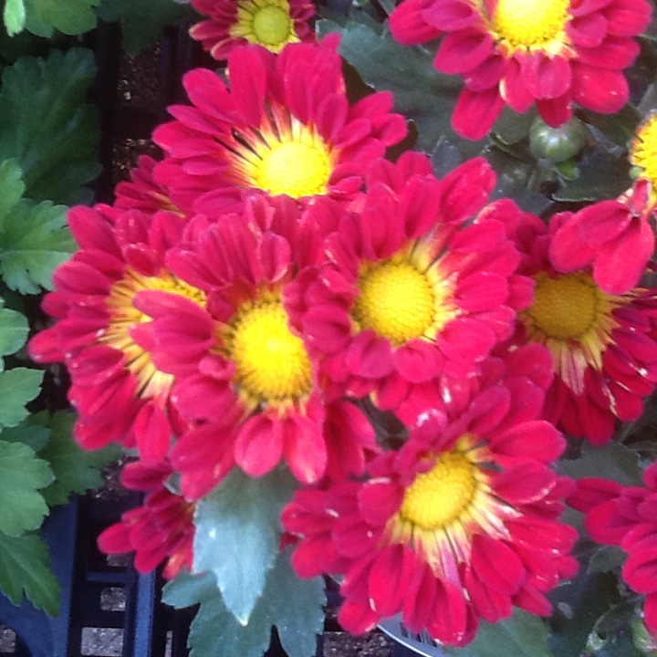 countenance....を支持・黙許する(面つきをするの反対だ) : 獨樂獨歩