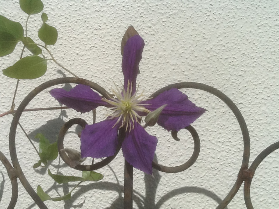 To The Highest Transports 最高の高揚に 獨樂獨歩