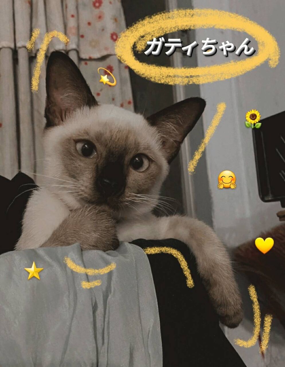 エリンギみたい 猫ちゃん 全タイ アライコダイ