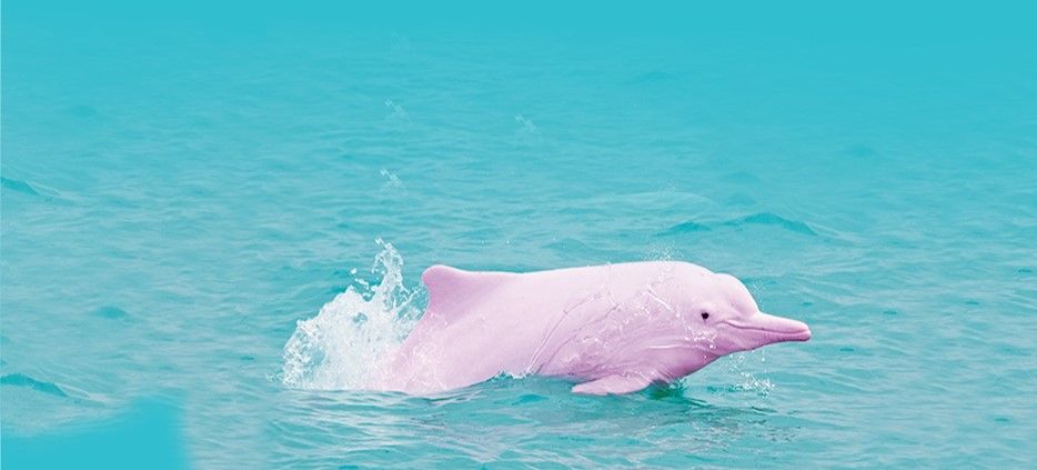 使い勝手の良い ピンクイルカの可愛い空き瓶 工芸品 Oceanrepublicbrewing Com