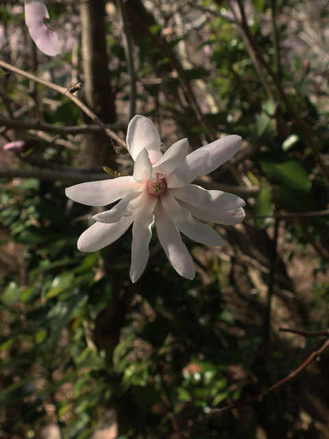kurokawa_3
