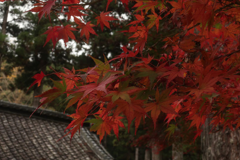 daitohin_2