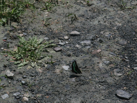 butterfly_2