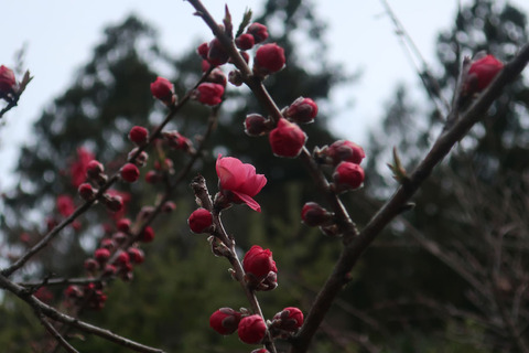 kaure_2019_1