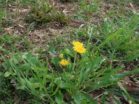 tanpopo