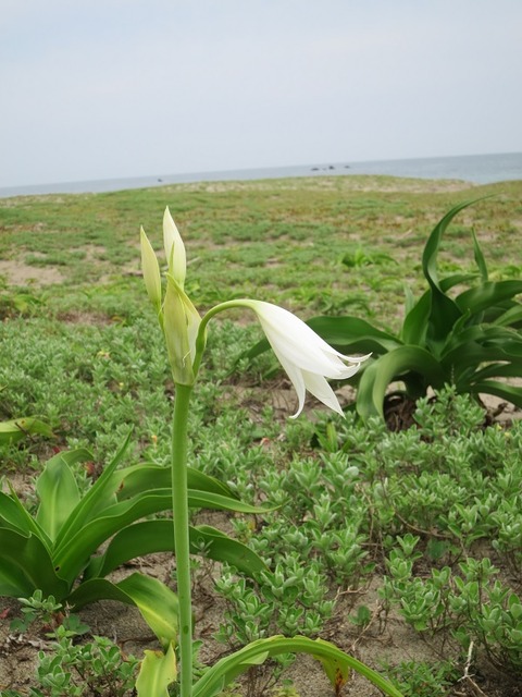 irago