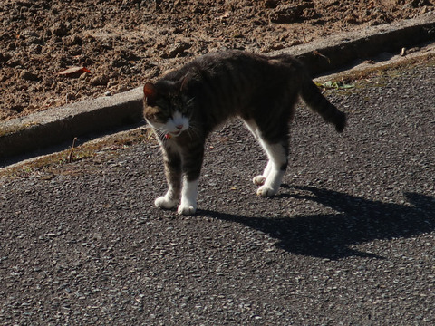 nyanko