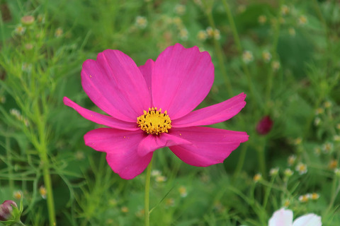 cosmos_2