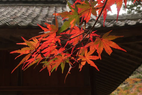 daitohin_1