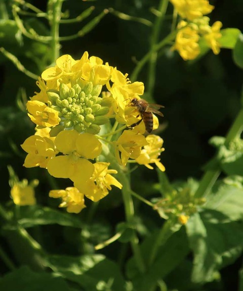 bee