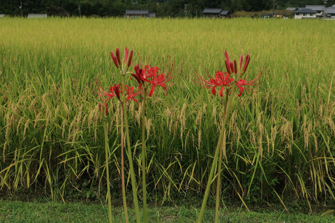 otorihara_1