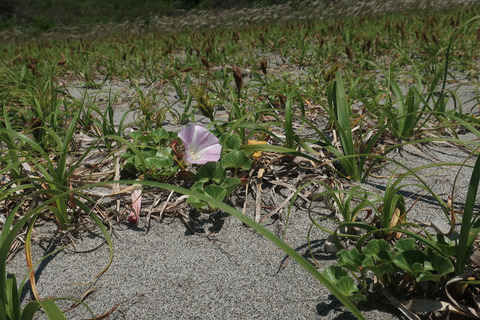 浜昼顔