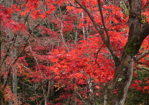aichikenminnomori_7