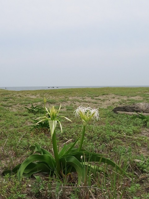 hamayu