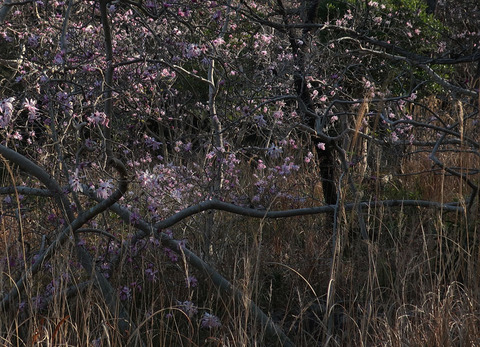 toushichihara_2