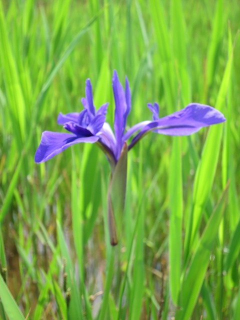 kozutsuminisiike