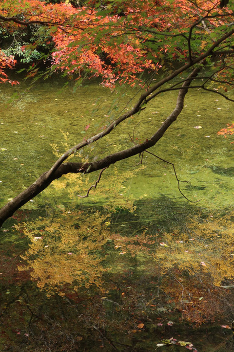 aichikenminnomori_4