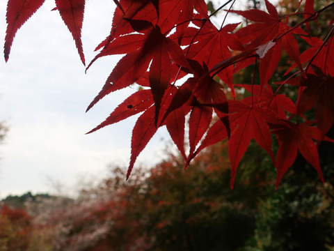 seienji