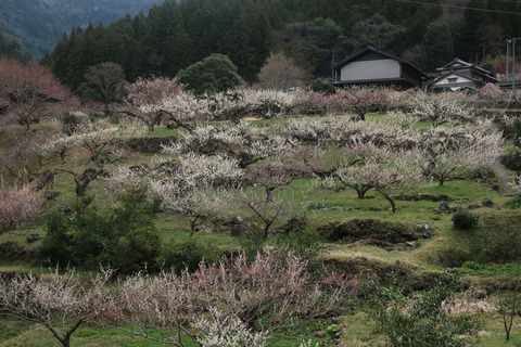 kaure_2019_5