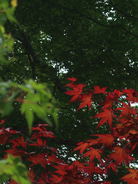 momiji