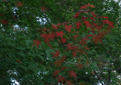 momiji