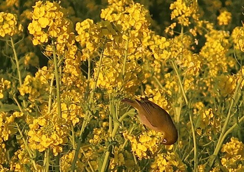 mejiro