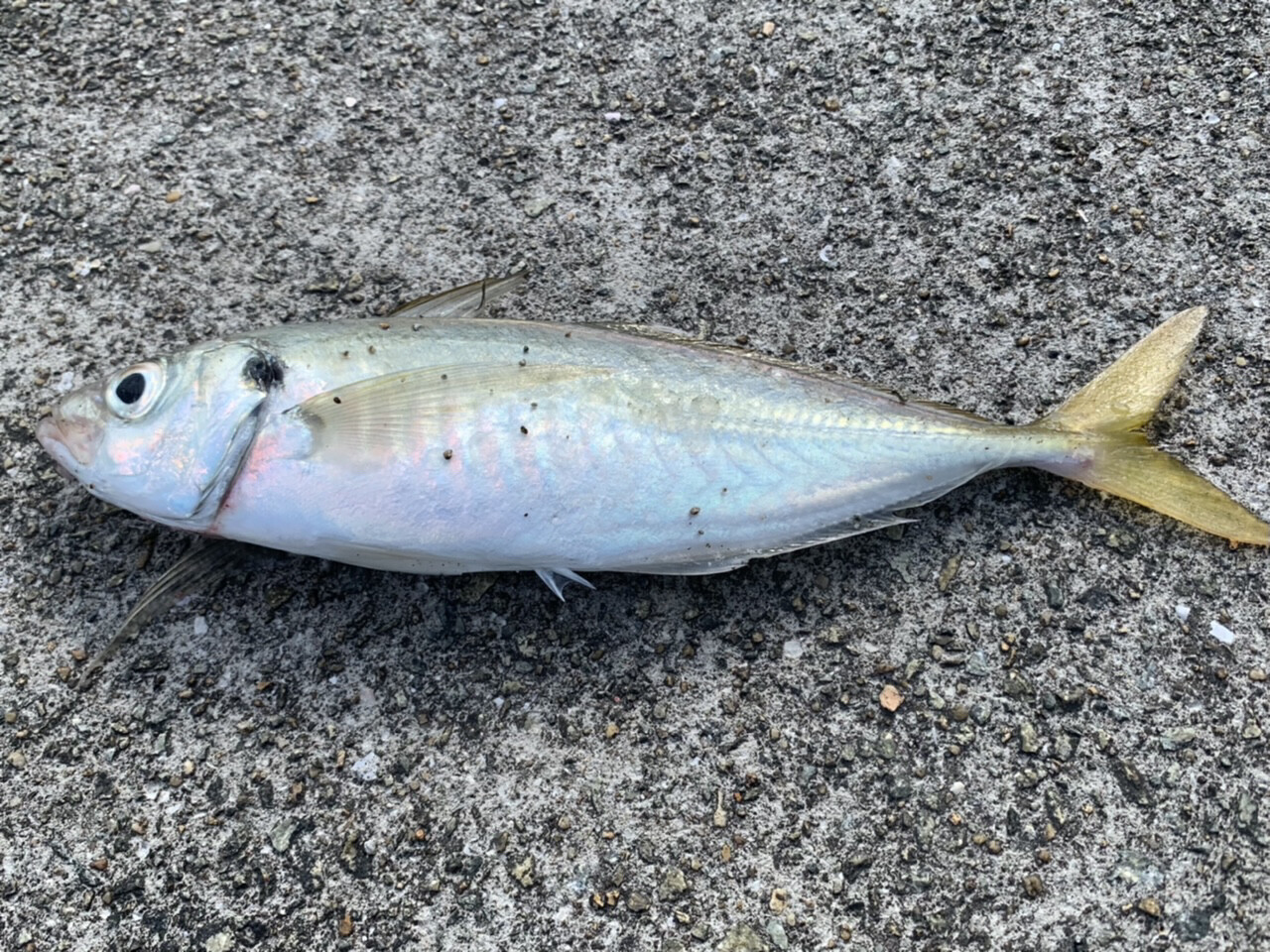 青物 アジ釣り 12 5 しゃーきのきまぐれブログ