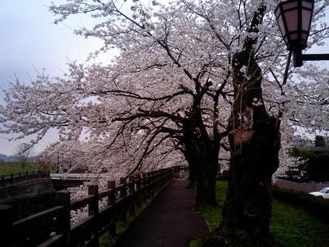 富山県富山市磯部堤の桜1113577284