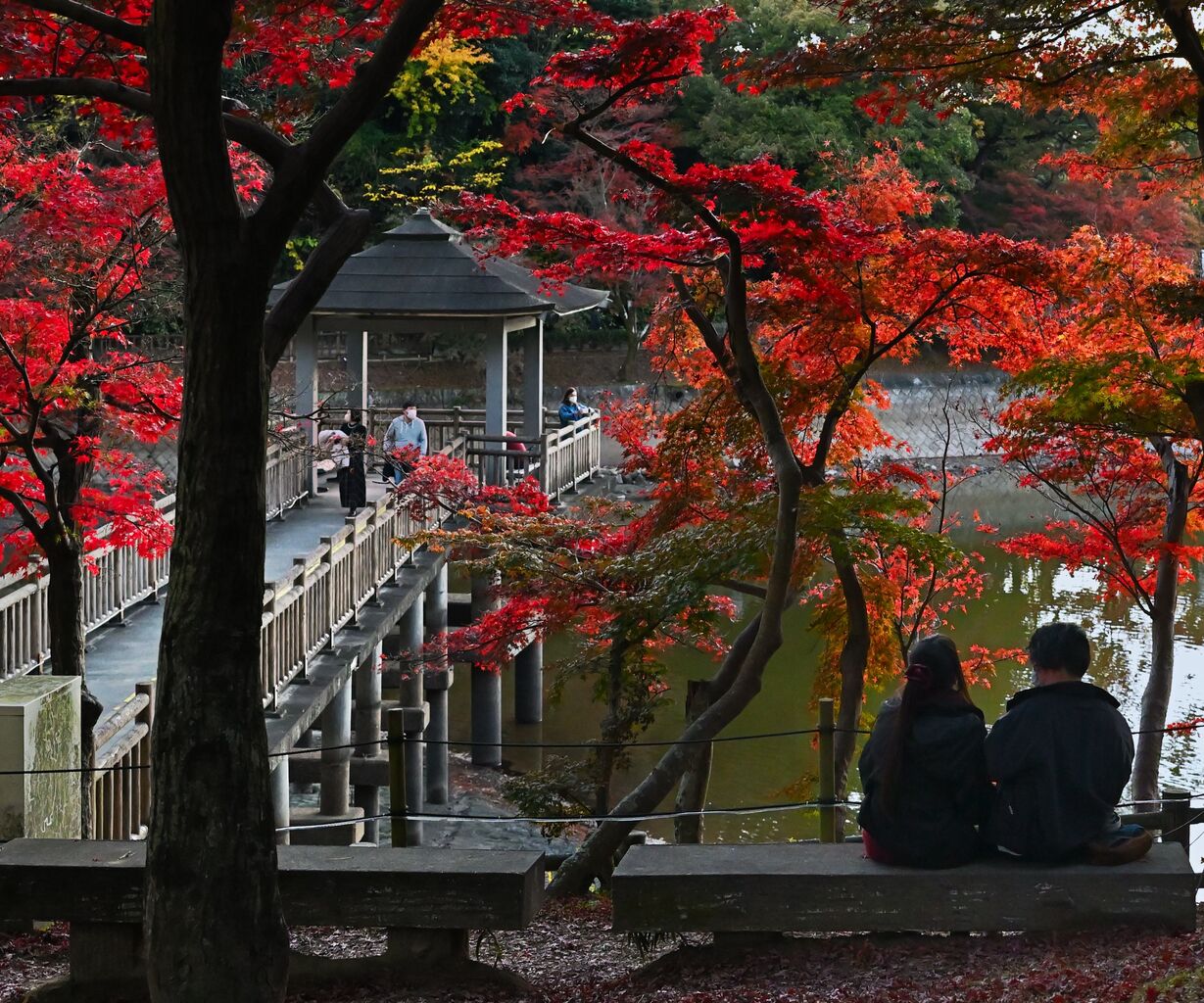 22年度 岡崎東公園紅葉を写す会 中日写真協会岡崎支部