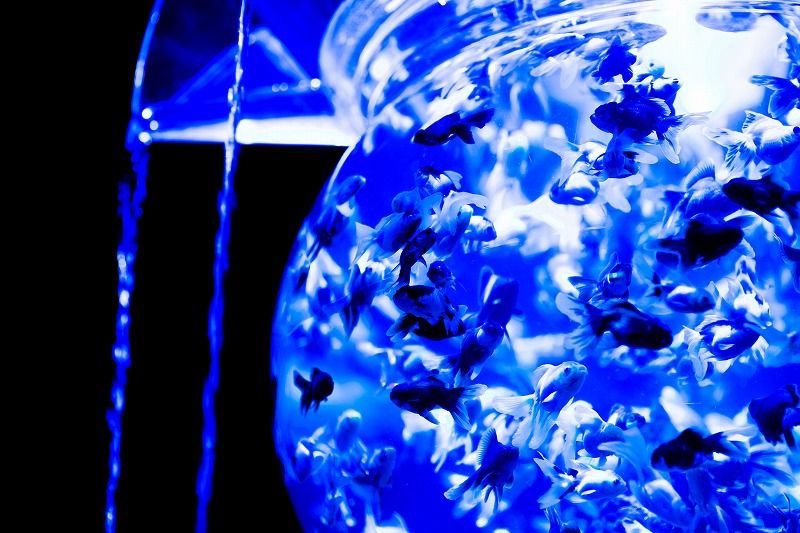 アートアクアリウム展 江戸 金魚の涼 風光素子 Hitogata アートアクアリウム展 江戸 金魚の涼 風光素子 Hitogata