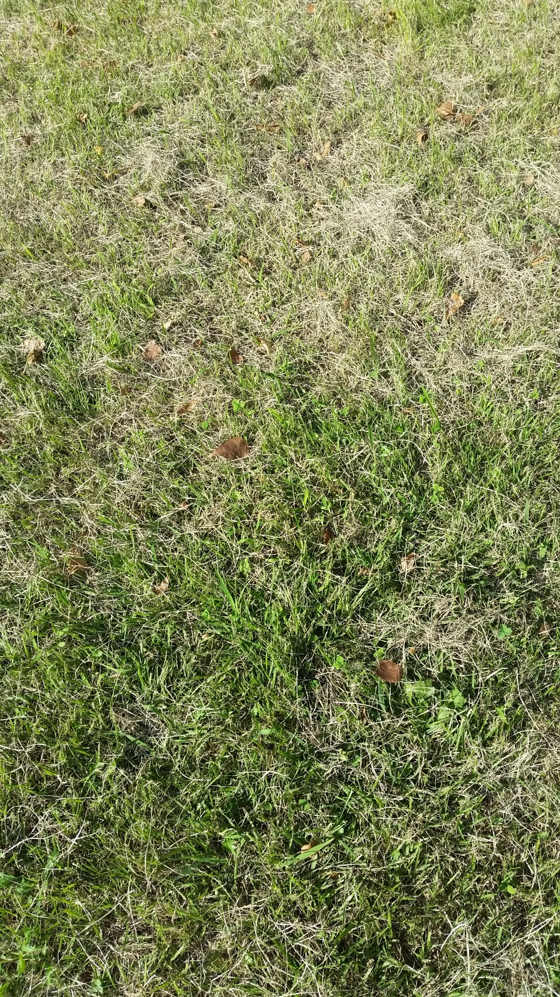 無料 写真素材 草原 No 1 無料 写真素材 フリーpic