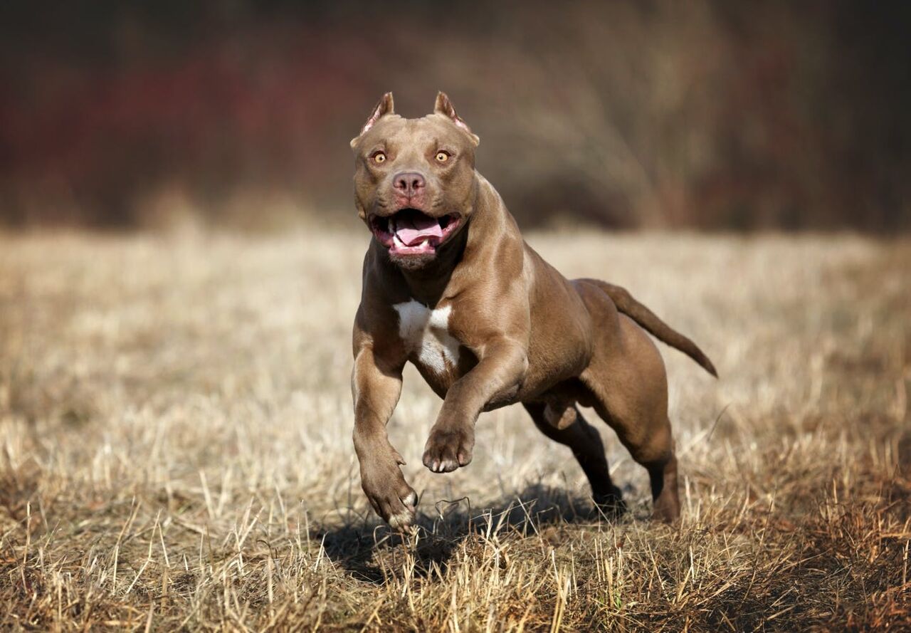 アメリカン・ピット・ブル・テリア：犬種の特徴と飼い方