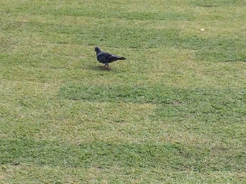 てんしばはと2