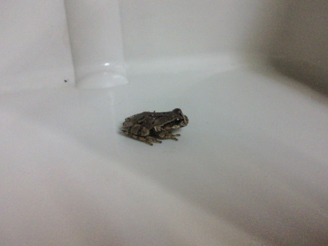 20121129 カエル