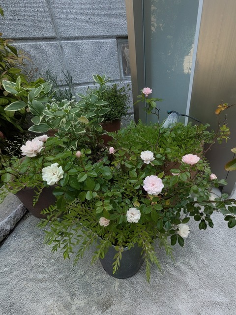 0513 バラ